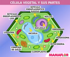 the cellula vegetal sus partes are labeled in several different languages