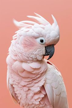 a close up of a pink bird with white feathers