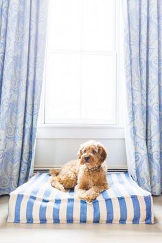 a small dog sitting on top of a blue and white striped pillow in front of a window