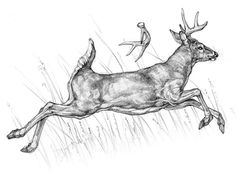 a drawing of a deer leaping in the air