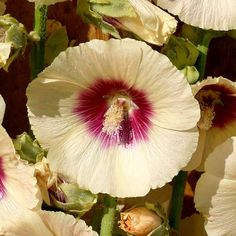 white and red flowers are blooming in the sun