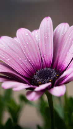 a purple flower with water droplets on it