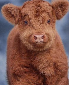 a small brown cow standing on top of a snow covered ground in front of a blue sky