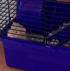 a hamster in a cage with its head inside