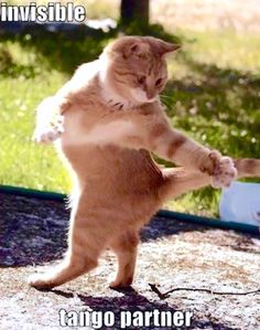 an orange and white cat standing on its hind legs