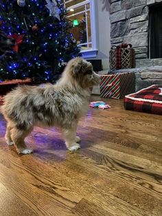 a small dog standing on top of a hard wood floor next to a christmas tree