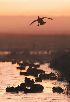 a bird is flying over the water at sunset