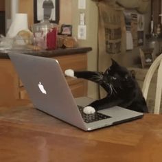 a black cat sitting on top of a laptop computer