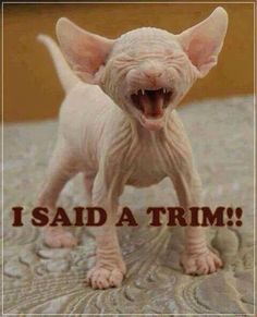 a hairless cat yawning with the caption i said a trim