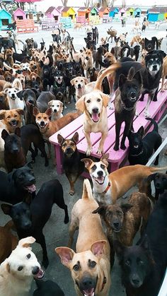 a large group of dogs are standing on a pink bench and looking at the camera