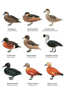 different types of birds are shown in this poster, which shows them all different colors and sizes