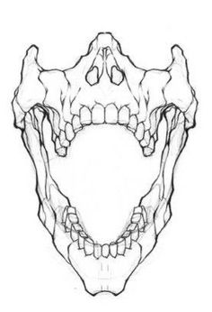 an animal's skull is shown in the shape of a bear's head