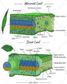 diagram of the plant's roots and their functions, including leaf structure with labeled parts