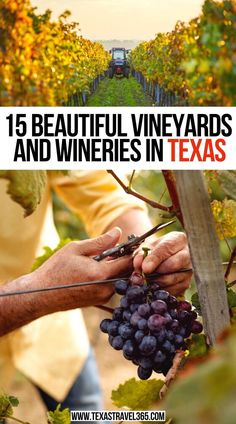 15 Beautiful Vineyards and Wineries in Texas Things To Do In Grapevine Texas, Best Fredericksburg Wineries, Grapevine Texas, Texas Wineries, Walla Walla Wineries, Fredericksburg Texas, North America Travel Destinations