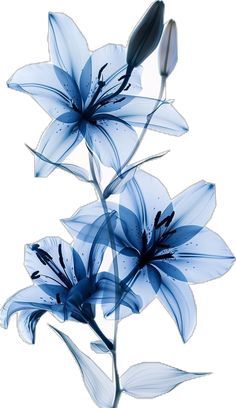 three blue flowers with water droplets on them are in the foreground, against a white background