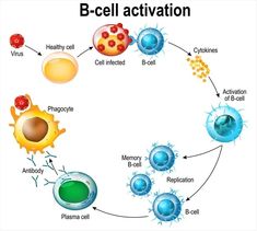 an image of the life cycle of a cell