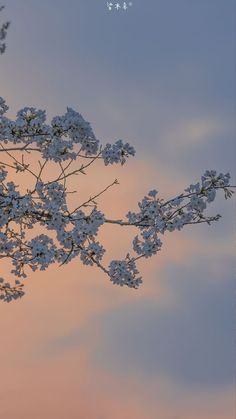 a tree branch with white flowers in front of a pink and blue sky at sunset