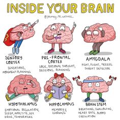 an image of the brain with different parts labeled in each section, including words and pictures