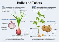 an image of different types of bulbs and tuppers in the plant life cycle