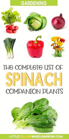 the complete list of spinach companion plants with title overlaying it in green and yellow