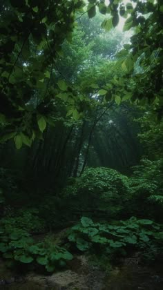 a forest filled with lots of green plants and trees