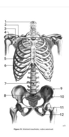 the bones and ribs are labeled in this diagram