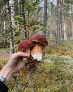 a person holding up a mushroom in the woods