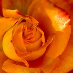 an orange rose with yellow petals is shown in close - up view from the center