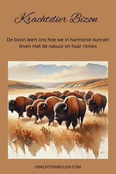 an image of a herd of bison in the wild with text that reads, kachinder bison