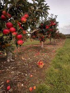 an apple orchard with apples in baskets on the ground