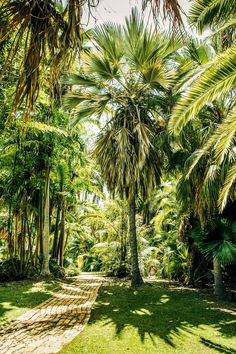 palm trees in the middle of a lush green park