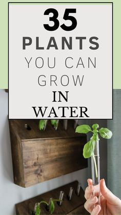 a person holding up a plant with the words 35 plants you can grow in water