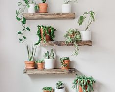 several potted plants are arranged on wooden shelves