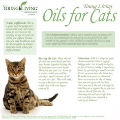 Young Living Essential Oils For Cats. www.facebook.com/YoungLivinghasanoilforthat Young Living Pets, Essential Oils Cats, Essential Oils Dogs, Essential Oil Remedy, Oil Remedies, Essential Oils Herbs, Oils For Dogs, Yl Essential Oils, Living Essentials Oils