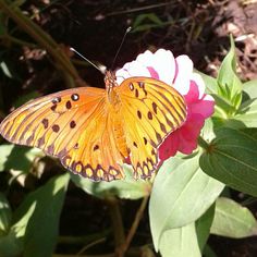 an orange butterfly sitting on top of a pink flower next to green leaves and flowers