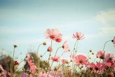 pink flowers are blooming in the field on a sunny day