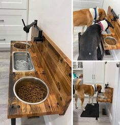 a dog eating food out of a bowl on top of a kitchen counter next to a sink