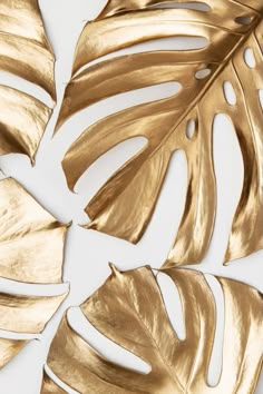 gold leaves on a white background