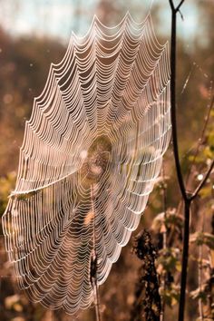 a spider web in the middle of some plants