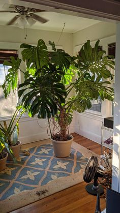 a houseplant in a living room next to a window