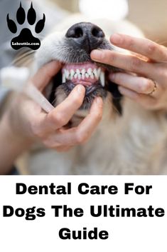 The Ultimate Guide to Dental Care for Dogs | Labrottie.com Treat For Dogs, Dental Infection, Dental Exam, Dental Treats, Dog Dental Care, Dental Cleaning, How To Prevent Cavities, Shiatsu Massage