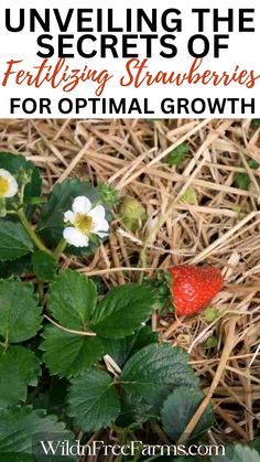 fertilizing strawberries Strawberry Fertilizer, Fertilizing Plants, Plant Carrots, Garden Strawberries, Garden Preparation, How To Plant Carrots, Strawberry Tower