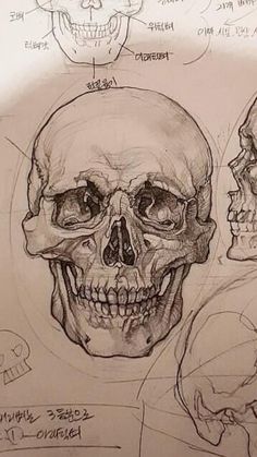 a drawing of a human skull with various facial features and bones labeled in the upper half