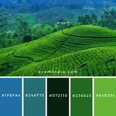 green tea fields with blue sky and mountains in the background, color swats are used for