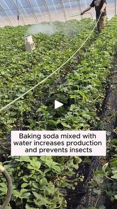 a man in a greenhouse spraying water on plants