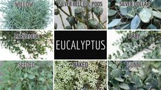 eucalyptus plants and their names are shown in this collage with the words eucalyptus plus