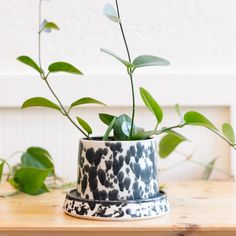 a potted plant sitting on top of a wooden table