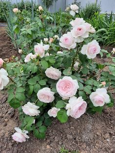 some pink flowers are growing in the dirt