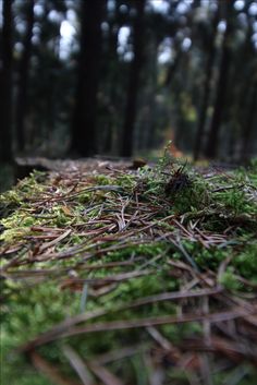 the ground is covered with moss and pine needles