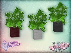 three planters with green plants in them on a blue and pink background for the simss resource